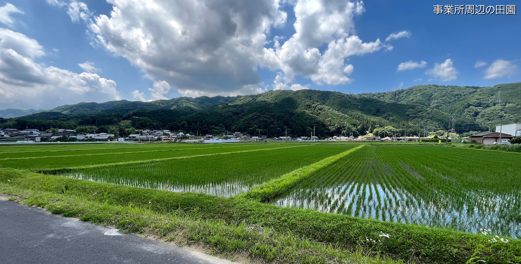 事業所周辺の田園